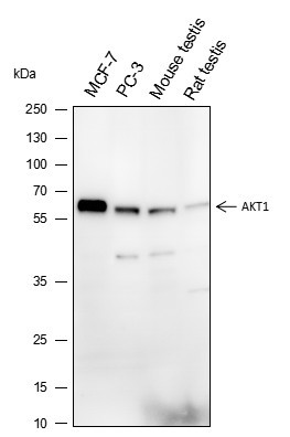 Anti-Recombinant AKT1, clone A123
