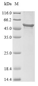 Steroidogenic factor 1 (Nr5a1), mouse, recombinant