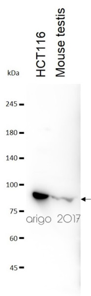 Anti-Dnmt3b