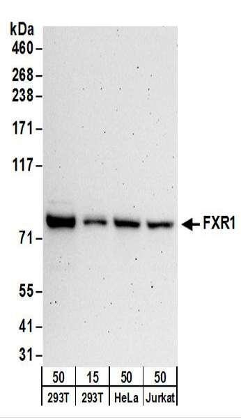 Anti-FXR1