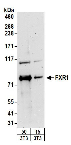 Anti-FXR1