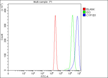 Anti-CYP1B1 / Cytochrome P450 1B1