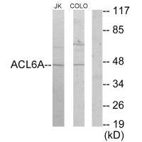 Anti-ACTL6A