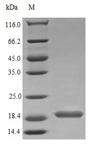 Interleukin-17B protein (IL17B) (Active), human, recombinant