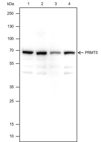 Anti-Recombinant PRMT5, clone A338
