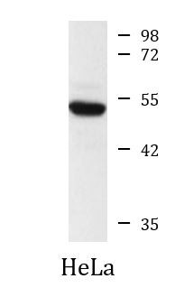 Anti-HDAC3, clone 3G3-H6-H10