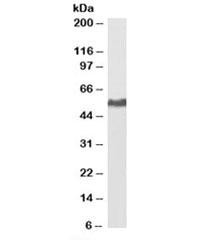 Anti-KPNA2 [Biotin Conjugte]