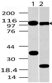 Anti-TLR9 (Clone: ABM1C51)