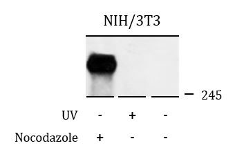 Anti-phospho-ATR (Ser428)