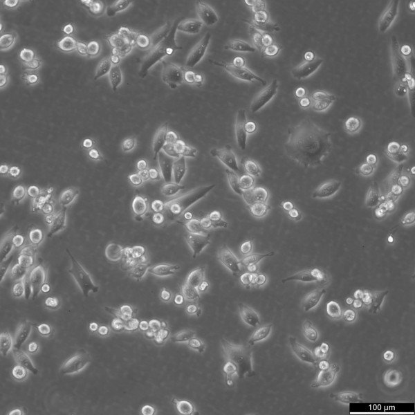 MIA PaCa-2 Cells