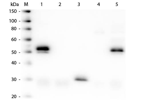 Anti-Rabbit IgG (H&amp;L) (Min X Bv Ch Gt GP Ham Hs Hu Ms Rt &amp; Sh Serum Proteins), DyLight 405 conjugate