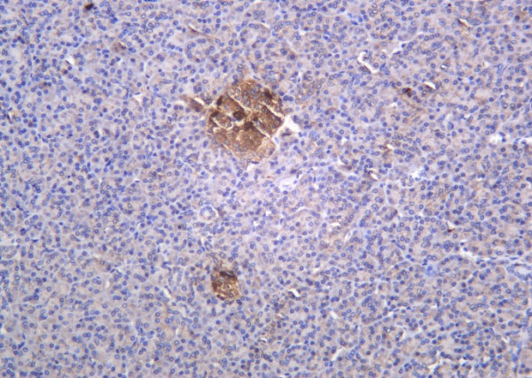 Anti-Recombinant Glucagon, clone 2D12