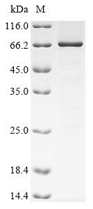 Coagulation factor XI (F11), rat, recombinant