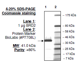 BRD2 (339-459), GST-tag, human recombinant protein