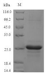 Protein S100-A8 (S100a8), mouse, recombinant
