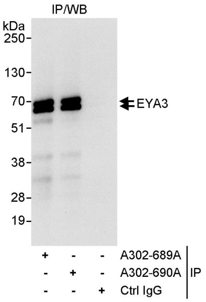 Anti-EYA3