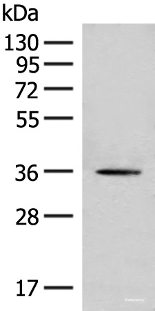 Anti-MLST8