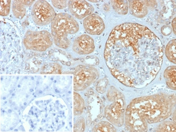Anti-MX1 / MxA / Myxovirus resistance protein 1, clone MX1/7529