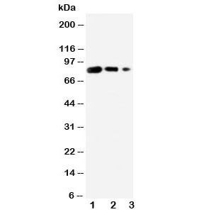 Anti-CD80