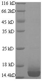 Galectin-7 (Lgals7), mouse, recombinant