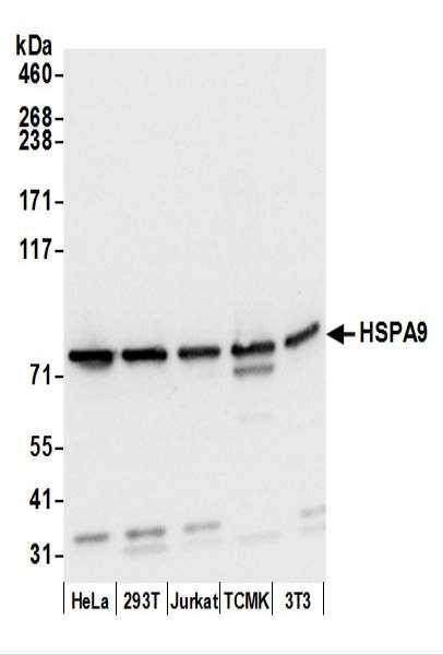 Anti-HSPA9/GRP75/Mortalin
