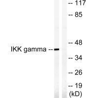 Anti-IKBKG (Ab-85)