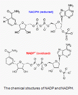 ReadiUse(TM) NADPH Regenerating Kit