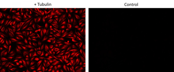 ReadiLink(TM) Rapid AF647 Antibody Labeling Kit *Rapid Alexa Fluor 647 Labeling*