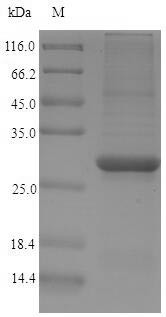 Papain, Carica papaya, recombinant
