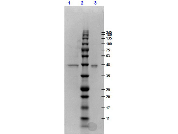 ERK1 double mutant hu recomb protein