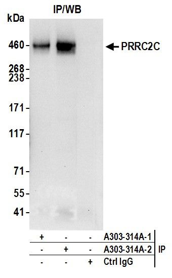 Anti-PRRC2C