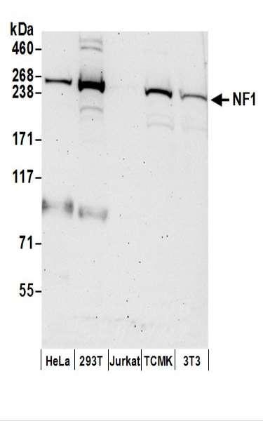 Anti-NF1