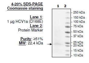 HCV1a (D168E), FLAG-His-tags