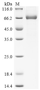 Soluble interferon gamma receptor B8 (B8R), Vaccinia virus, recombinant