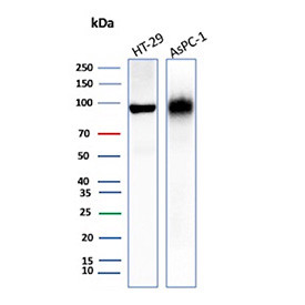 Anti-CEACAM6 / Nonspecific cross-reacting antigen 90, clone CEACAM6/10079R