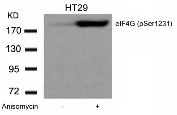 Anti-phospho-eIF4G (Ser1232)