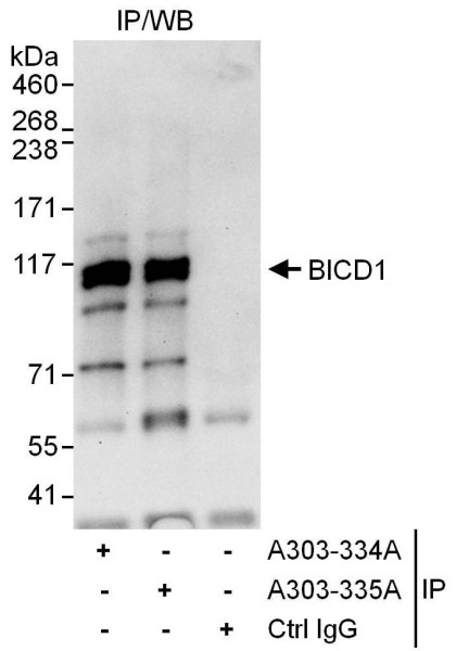 Anti-BICD1