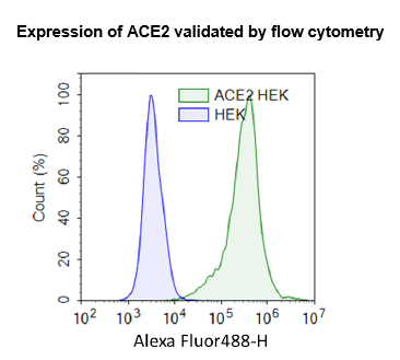 ACE2 - HEK293 Recombinant Cell Line