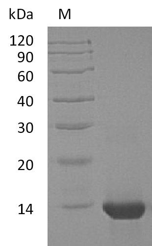 Interleukin-4 (IL4) (Active), human, recombinant