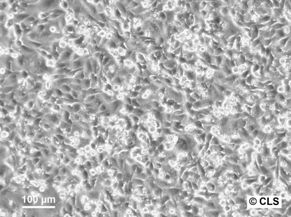 C643 Cells