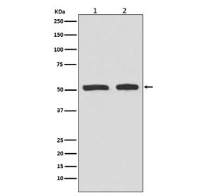 Anti-phospho-p53 / TP53 (Ser9), clone ADO-20