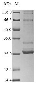 Aquaporin-4 (Aqp4), mouse, recombinant