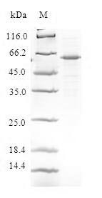 Death effector domain-containing protein (DEDD), human, recombinant