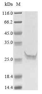 Cathepsin O (CTSO), human, recombinant