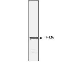 Anti-cdc2 Cyclin Dependent kinase (p34), clone POH-1