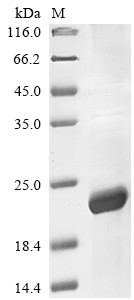 Interleukin-31 (IL31), human, recombinant