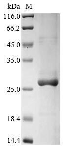 C-C motif chemokine 17 (CCL17), dog, recombinant