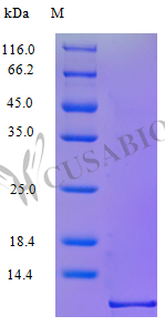 C-C motif chemokine 3 protein (CCL3), partial (Active), human, recombinant