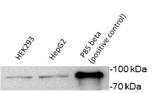 Anti-PI3 Kinase p85 beta, clone T15