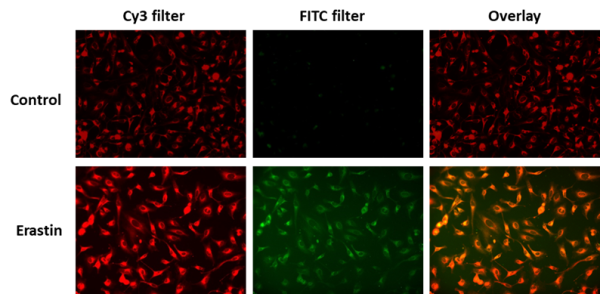 OxiVision(TM) Ratiometric Mitochondrial Lipid Peroxidation Sensor